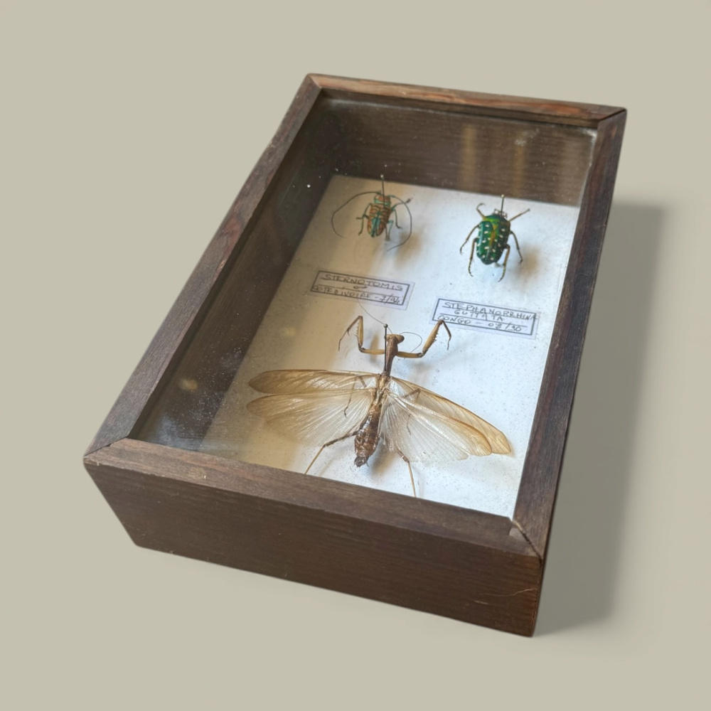 Beetle, specimen collection of 3