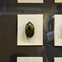 Entomology collection in display cabinet, mainly beetles.  Early 20th Century thumbnail