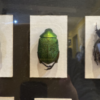 Entomology collection in display cabinet, mainly beetles.  Early 20th Century thumbnail