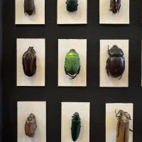 Entomology collection in display cabinet, mainly beetles.  Early 20th Century thumbnail