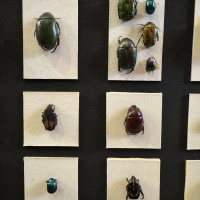 Entomology collection in display cabinet, mainly beetles.  Early 20th Century thumbnail