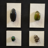 Entomology collection in display cabinet, mainly beetles.  Early 20th Century thumbnail