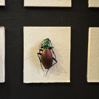 Entomology collection in display cabinet, mainly beetles.  Early 20th Century thumbnail