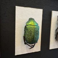 Entomology collection in display cabinet, mainly beetles.  Early 20th Century thumbnail