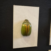 Entomology collection in display cabinet, mainly beetles.  Early 20th Century thumbnail