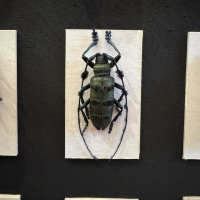 Entomology collection in display cabinet, mainly beetles.  Early 20th Century thumbnail