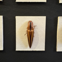 Entomology collection in display cabinet, mainly beetles.  Early 20th Century thumbnail