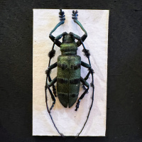 Entomology collection in display cabinet, mainly beetles.  Early 20th Century thumbnail