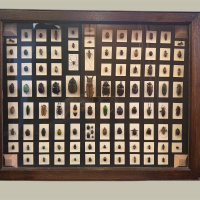 Entomology collection in display cabinet, mainly beetles.  Early 20th Century thumbnail