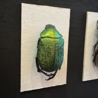 Entomology collection in display cabinet, mainly beetles.  Early 20th Century thumbnail