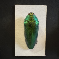 Entomology collection in display cabinet, mainly beetles.  Early 20th Century thumbnail