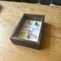 Beetle, specimen collection of 3 thumbnail