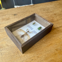 Beetle, specimen collection of 3 thumbnail