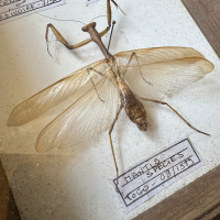 Beetle, specimen collection of 3 thumbnail