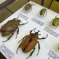 Beetles, specimen collection x 11 thumbnail
