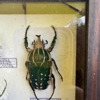 Beetles, specimen collection x 11 thumbnail