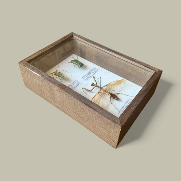 Beetle, specimen collection of 3