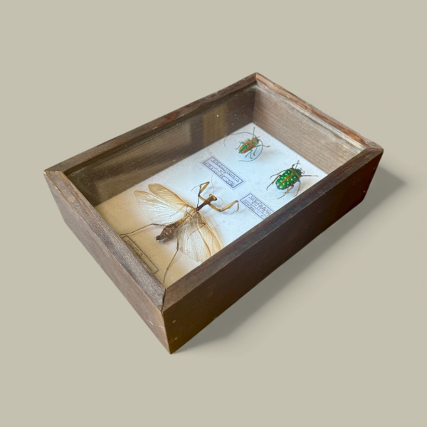 Beetle, specimen collection of 3