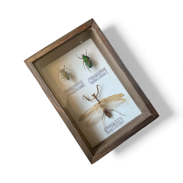 Beetle, specimen collection of 3