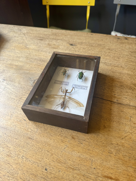 Beetle, specimen collection of 3