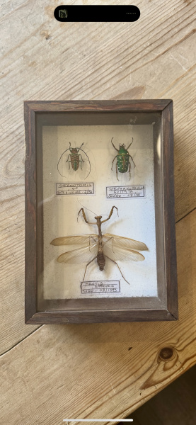 Beetle, specimen collection of 3