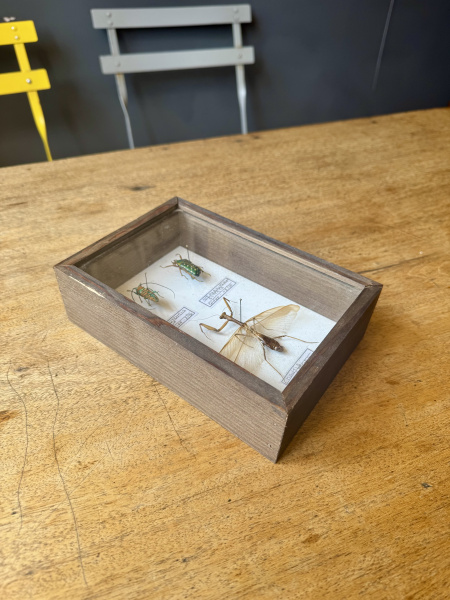 Beetle, specimen collection of 3