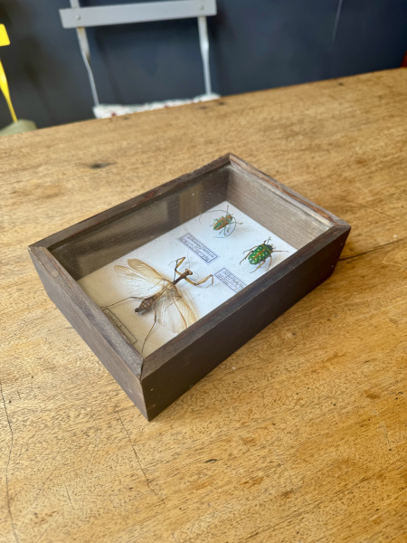 Beetle, specimen collection of 3