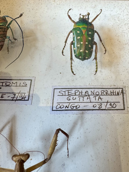 Beetle, specimen collection of 3