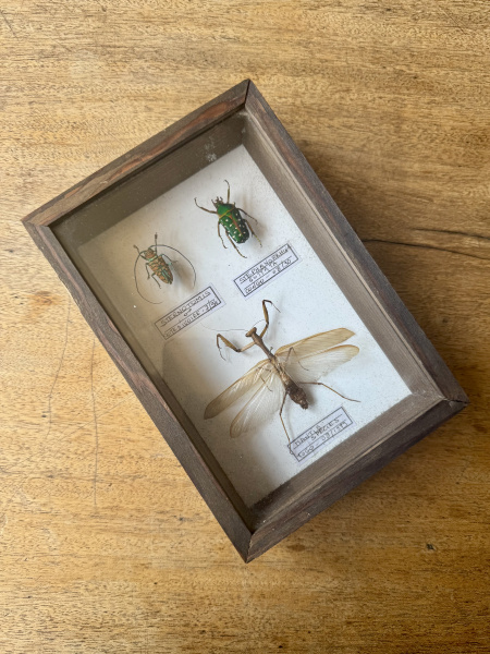 Beetle, specimen collection of 3