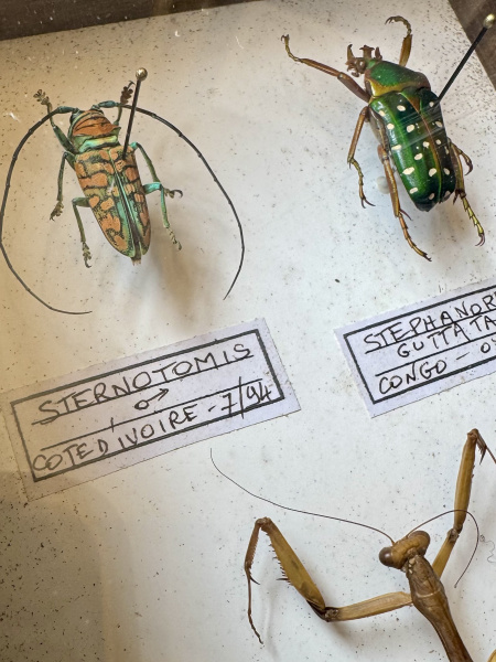 Beetle, specimen collection of 3