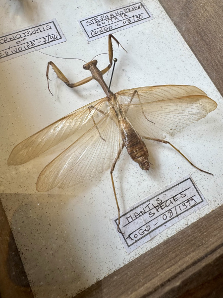 Beetle, specimen collection of 3