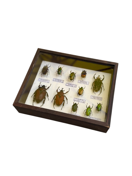 Beetles, specimen collection x 11