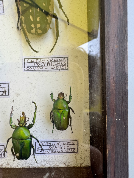 Beetles, specimen collection x 11